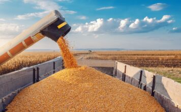 Египет отказался от зерна, экспортируемого РФ с оккупированных украинских территорий – Зеленский