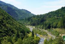 Зеленский анонсировал «новые кадровые подходы» в «Лесах Украины»