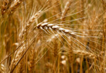 The Times of Israel: Импортер в Израиле не будет разгружать судно с украденным украинским зерном