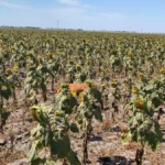 Аграрії з Херсонщини відмовляються сіяти соняшник