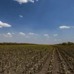 Захист від посухи. Аграрії з Херсонщини можуть отримати допомогу