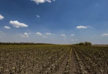 Захист від посухи. Аграрії з Херсонщини можуть отримати допомогу