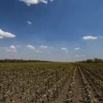 Аграрії Херсонщини отримають компенсацію за втрачені посіви на понад 200 мільйонів гривень