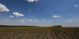 Аграрії Херсонщини отримають компенсацію за втрачені посіви на понад 200 мільйонів гривень