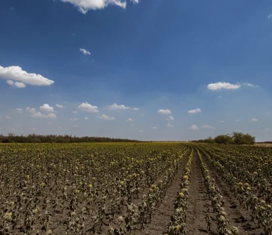 Аграрії Херсонщини отримають компенсацію за втрачені посіви на понад 200 мільйонів гривень