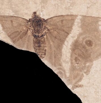 Ученые нашли окаменелость бабочки-императора возрастом 34 миллионов лет: что это изменило (фото)