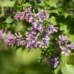 У Херсоні квітне бузок. ФОТО