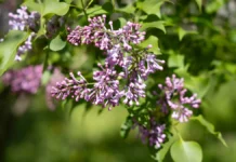 У Херсоні квітне бузок. ФОТО