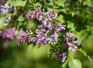 У Херсоні квітне бузок. ФОТО