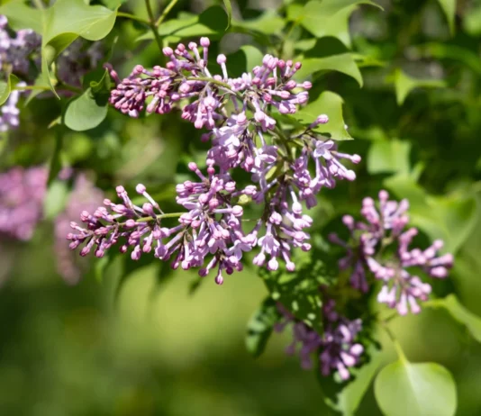 У Херсоні квітне бузок. ФОТО