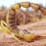 Смертоносное жало и клешни скорпионов содержат секретное оружие: выяснилось, зачем (фото)