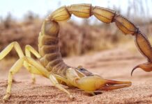 Смертоносное жало и клешни скорпионов содержат секретное оружие: выяснилось, зачем (фото)