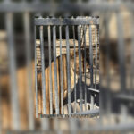 В одесском зоопарке умерла львица: активистка требует увольнения директора