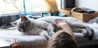 Эти 7 котов сведут вас с ума — и вы их за это полюбите (фото)