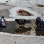 Яка погода очікується в Херсоні та області 10 квітня 2026 року?