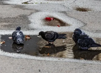 Яка погода очікується в Херсоні та області 10 квітня 2026 року?