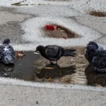 Яка погода очікується в Херсоні та області 22 квітня 2026 року?