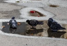 Яка погода очікується в Херсоні та області 22 квітня 2026 року?