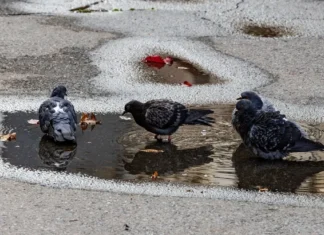 Яка погода очікується в Херсоні та області 22 квітня 2026 року?