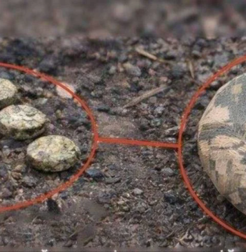 У Херсоні на російській міні підірвався поліцейський