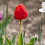 Яка погода очікується в Херсоні та області 12 квітня 2026 року?