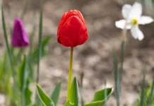 Яка погода очікується в Херсоні та області 12 квітня 2026 року?