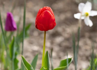 Яка погода очікується в Херсоні та області 12 квітня 2026 року?