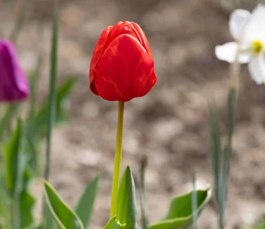 Яка погода очікується в Херсоні та області 12 квітня 2026 року?