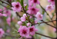 Яка погода очікується в Херсоні та області 15 квітня 2026 року?