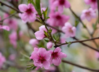 Яка погода очікується в Херсоні та області 15 квітня 2026 року?