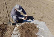 Загинуло від 5% до 8%. На Херсонщині перевірили, як шкідники пережили зиму