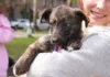 У Миколаєві прилаштували собак, евакуйованих із Херсонщини