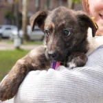 У Миколаєві прилаштували собак, евакуйованих із Херсонщини