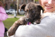 У Миколаєві прилаштували собак, евакуйованих із Херсонщини