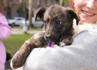 У Миколаєві прилаштували собак, евакуйованих із Херсонщини