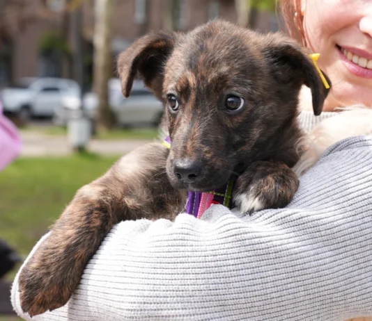 У Миколаєві прилаштували собак, евакуйованих із Херсонщини