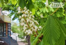 Для одних – спогади, для інших – обереги: у Херсоні розцвіли каштани (фото)