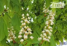 До 20 градусів тепла вдень і заморозки вночі: погода у вихідні на Херсонщині