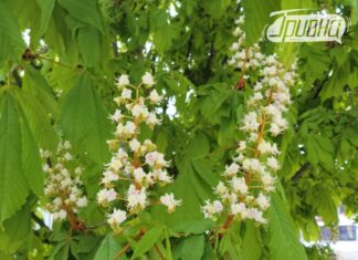 До 20 градусів тепла вдень і заморозки вночі: погода у вихідні на Херсонщині