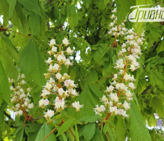 До 20 градусів тепла вдень і заморозки вночі: погода у вихідні на Херсонщині