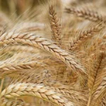 Росія продовжує вивозити зерно з окупованої Херсонщини до Сирії