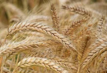 Росія продовжує вивозити зерно з окупованої Херсонщини до Сирії