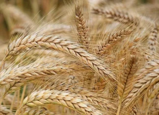 Росія продовжує вивозити зерно з окупованої Херсонщини до Сирії