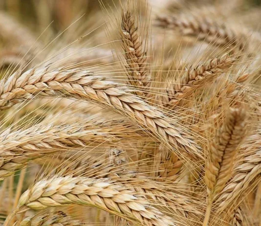 Росія продовжує вивозити зерно з окупованої Херсонщини до Сирії