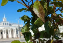У Херсоні на площі Свободи виявили оптоволокно від дронів