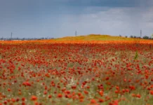 У Херсоні квітнуть дикі маки. ФОТО