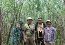 На дні колишньої Каховської ГЕС збільшується кількість видів рослин