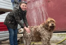 Для евакуйованих із Херсона собак збирають гроші на вольєри