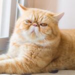 Проверьте, есть ли ваша кошка в списке: 7 пород, которые больше всего подвержены риску теплового удара