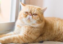 Проверьте, есть ли ваша кошка в списке: 7 пород, которые больше всего подвержены риску теплового удара